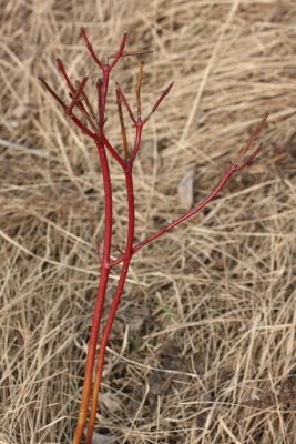 Red Osier Dogwood (Cornus sericea), family Cornaceae