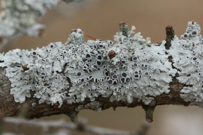 Hoary Rosette Lichen (Physcia aipolia)