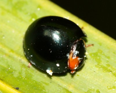 Lady Beetle, Curinus coeruleus (Coccinellidae)
