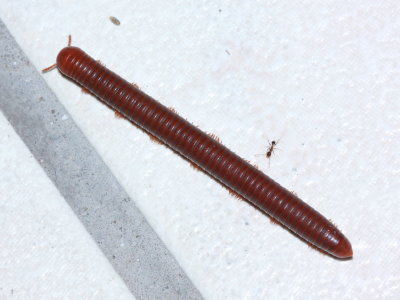 Rusty Millipede, Trigoniulus corallinus (Trigoniulidae)