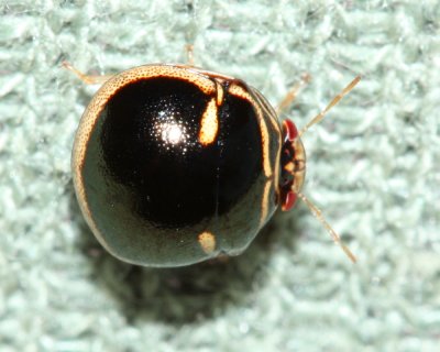 Black Stink Bug, Coptosoma xanthogramma (Plataspidae)