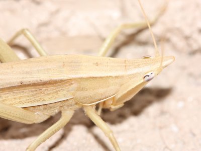 Conehead, Neoconocephalus cf. (Tettigoniidae)