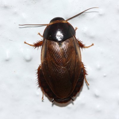 Burrowing Cockroach, Pycnoscelus surinamensis (Blaberidae)