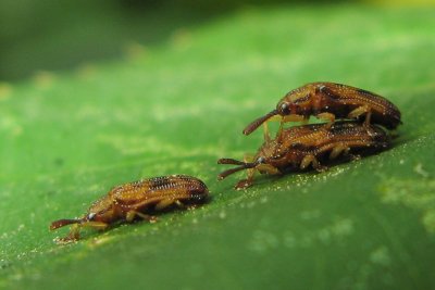 Basswood Leaf Miners (Baliosus nervosus)