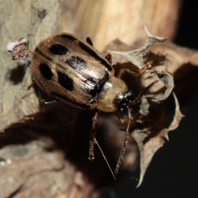 Bean Leaf Beetle (Cerotoma trifurcata)