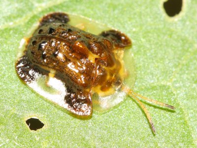 Clavate Tortoise Beetle (Plagiometriona clavata)