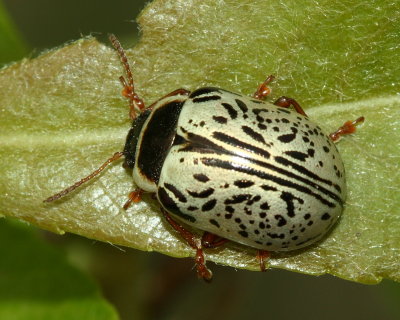 Common Willow Calligrapha (Calligrapha multipunctata)