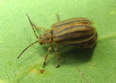 Leaf Beetle (Ophraella conferta)