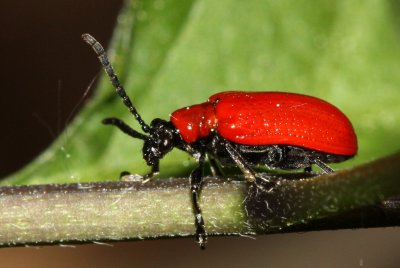 Lily Leaf Beetle (Lilioceris lilii)