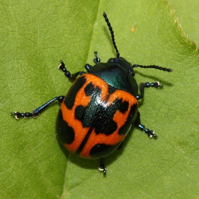 Swamp Milkweed Beetle (Labidomera clivicollis)