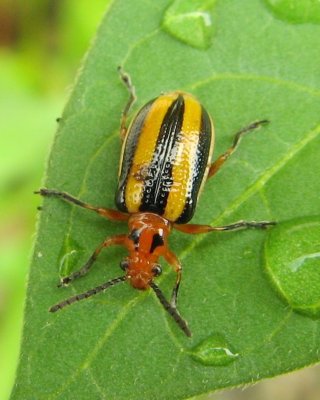 Three-lined Potato Beetle (Lema daturaphila)