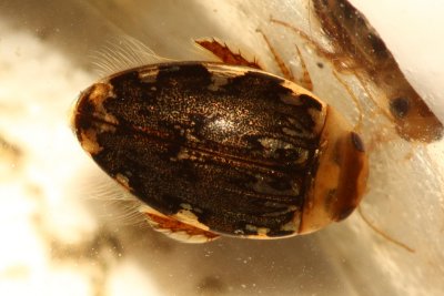 Family Dytiscidae - Predacious Diving Beetles