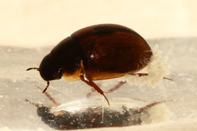 Family Hydrophilidae - Water Scavenger Beetles
