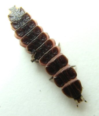 Black Firefly (Lucidota atra) larva