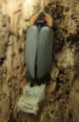 Black Firefly (Lucidota atra)