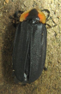 Black Firefly (Lucidota atra)