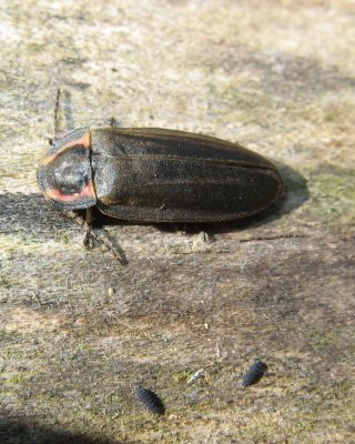 Winter Firefly (Ellychnia corrusca)