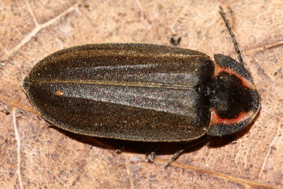 Winter Firefly (Ellychnia corrusca)