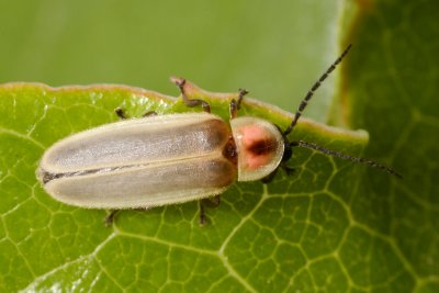 Photinus marginellus