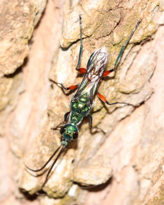 Emerald Cockroach Wasp, Ampulex compressa (Ampulicidae)