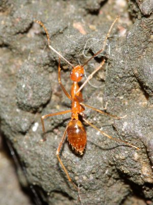 Crazy Ant, Anoplolepis gracilipes (Formicidae)