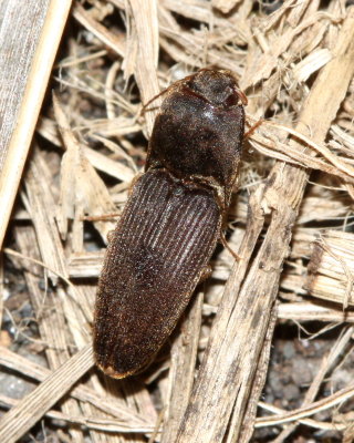 Brown Click Beetle (Elateridae)