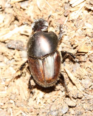 Dung Beetle, Onthophagus sp. (Scarabaeidae)