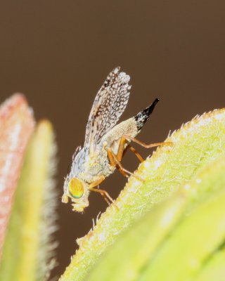 Hawaiian Picture-winged Fly, Trupanea sp. (Tephritidae)