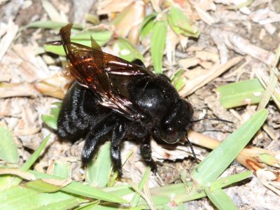 Sonoran Carpenter Bee, Xylocopa sonorina (Apidae)