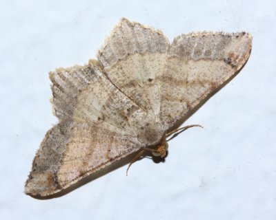 Koa haole Moth, Macaria abydata (Geometridae)