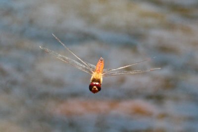 Wandering Glider, Pantala flavescens (Libellulidae)