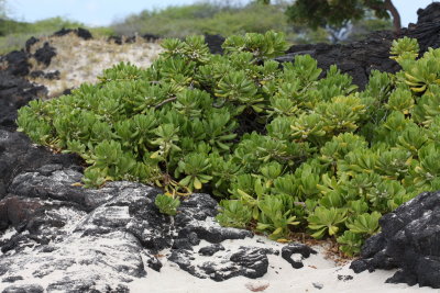 Beach Naupaka, Scaevola sericea (Goodeniaceae)