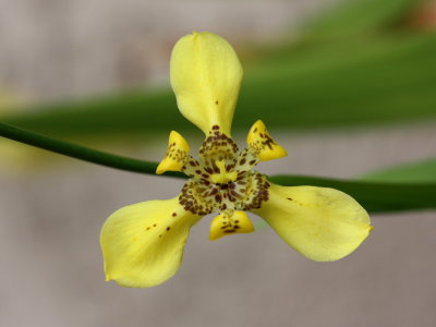 Yellow Walking Iris, Neomarica longifolia (Iridaceae)