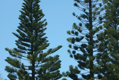 Cook Pine, Araucaria columnaris (Araucariaceae)