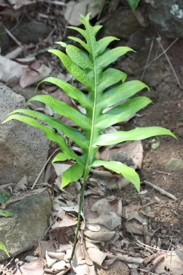Lauae Maile-scented Fern, Microsorum grossum (Polypodiaceae)