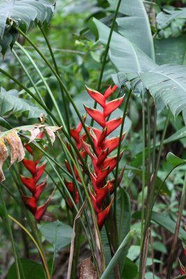 Lobster Claw, Heliconia humilis (Heliconiaceae)
