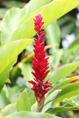 Red Ginger, Alpinia purpurata (Zingiberaceae)