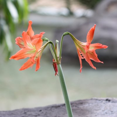 Barbados Lily, Hippeastrum striatum (Amaryllidaceae)