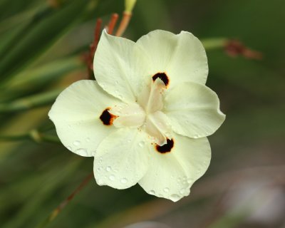 Butterfly Iris, Dietes bicolor (Iridaceae)