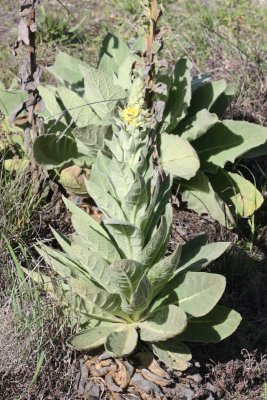 Common Mullein, Verbascum thapsus (Scrophulariaceae)