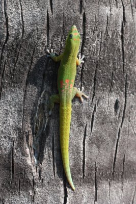 Gold-dust Day Gecko (Phelsuma laticauda)