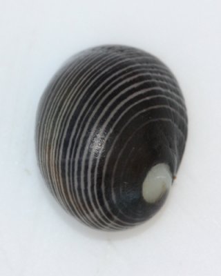 Common Nerite (Nerita picea)