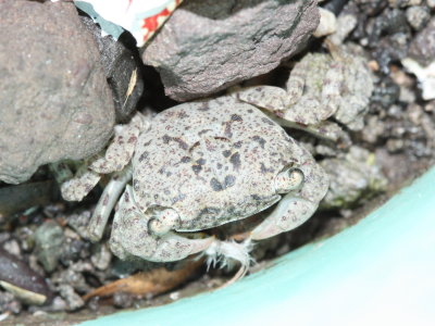 Crab (Metopograpsus cf.)