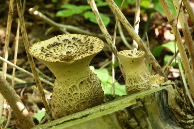 Dryad Saddles (Cerioporus squamosus)