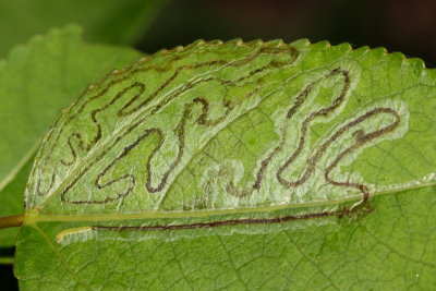 Common Aspen Leaf Miner, Hodges#0852 Phyllocnistis populiella