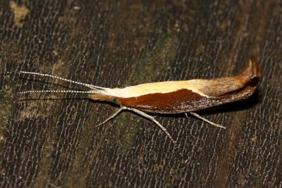 Honeysuckle Moth, Hodges#2375 Ypsolopha dentella