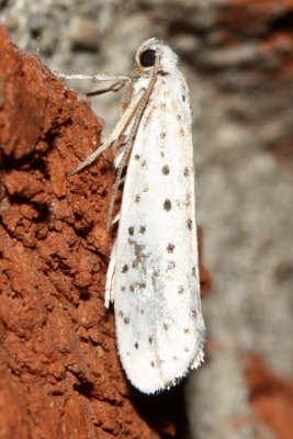 American Ermine Moth, Hodges#2420 Yponomeuta multipunctella