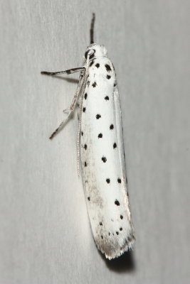 Euonymus Ermine Moth, Hodges#2423.1 Yponomeuta cagnagella