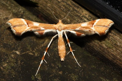 Rose Plume Moth, Hodges#6105 Cnaemidophorus rhododactyla