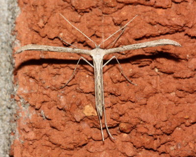 Morning Glory Plumed Moth, Hodges#6234 Emmelina monodactyla